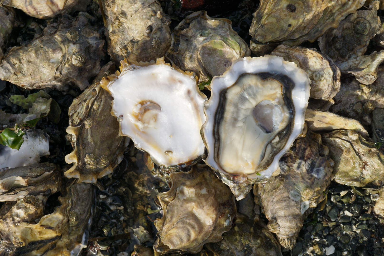 Wholesale Shellfish