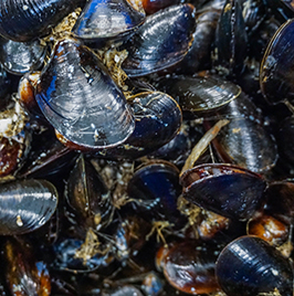 Salish Mussels