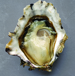 Golden Mantle Oysters