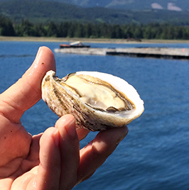 Kusshi Oysters