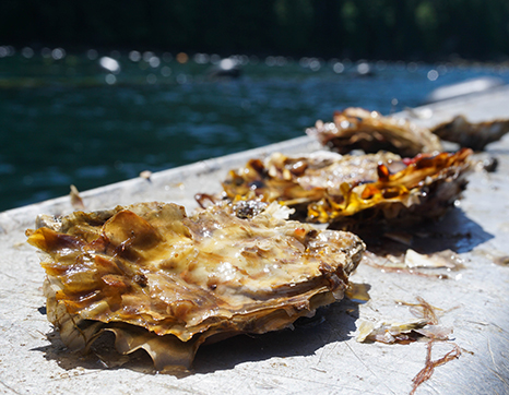 sunbathing oysters fanny bay oysters