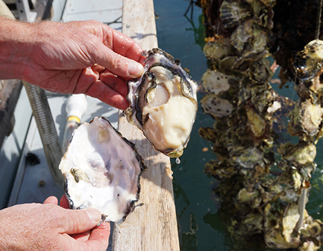hands holding an open oyster