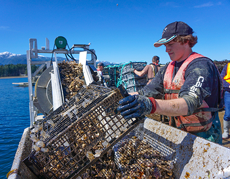 Ship crew harvesting oysters on Fanny Bay
