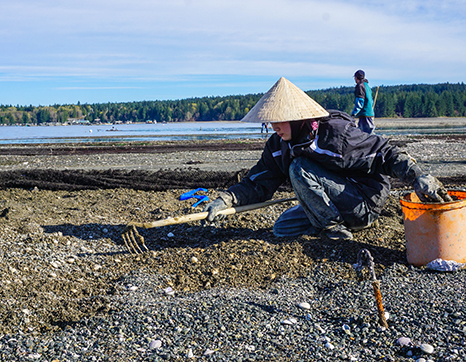Woman raking shellfish on a beach