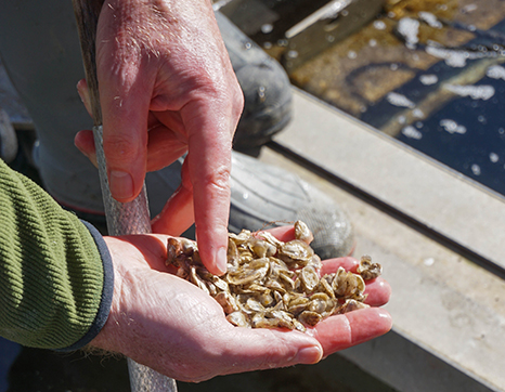 Hands holding oyster seeds