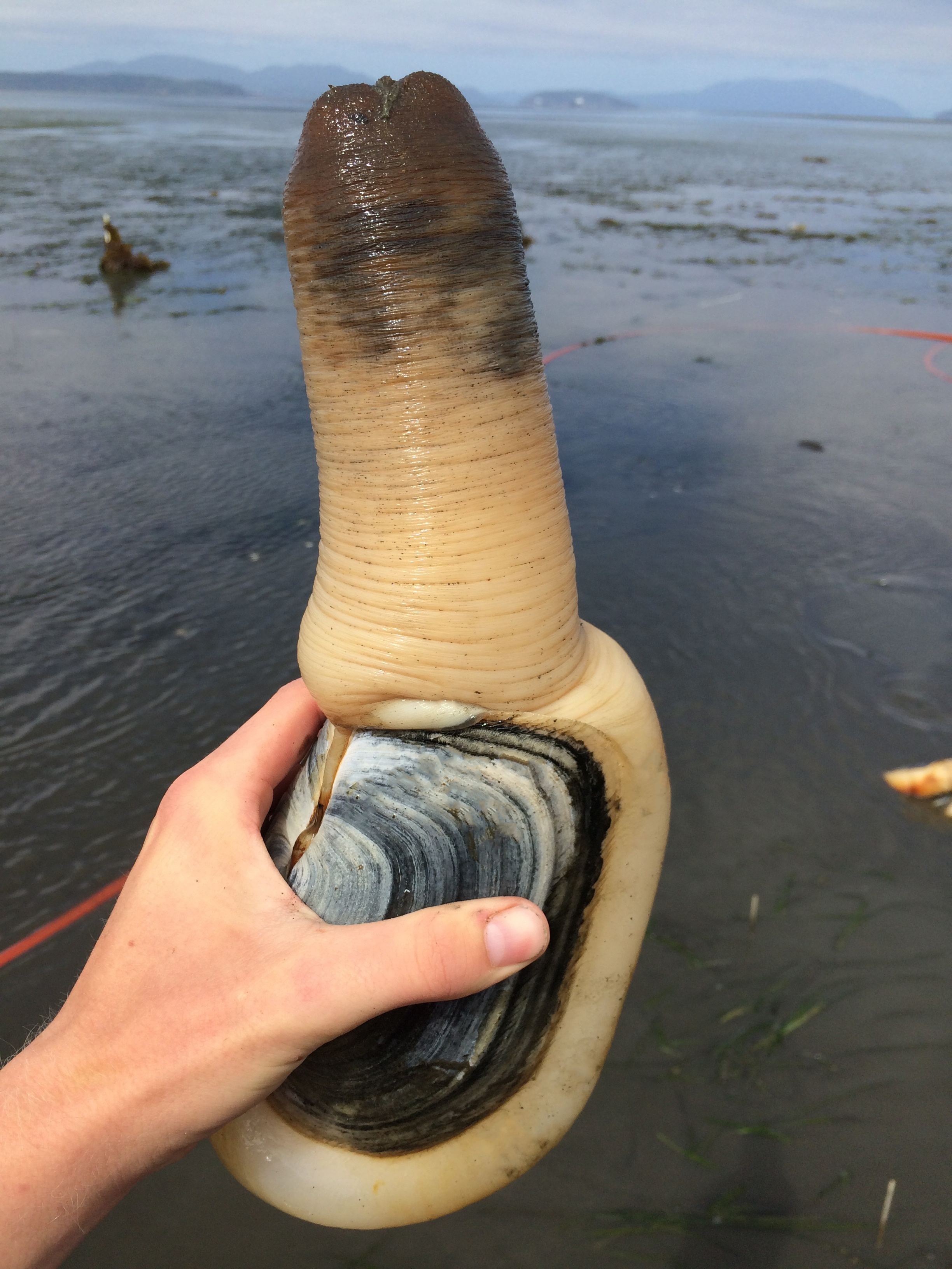 geoduck.jpg geoduck.jpg
