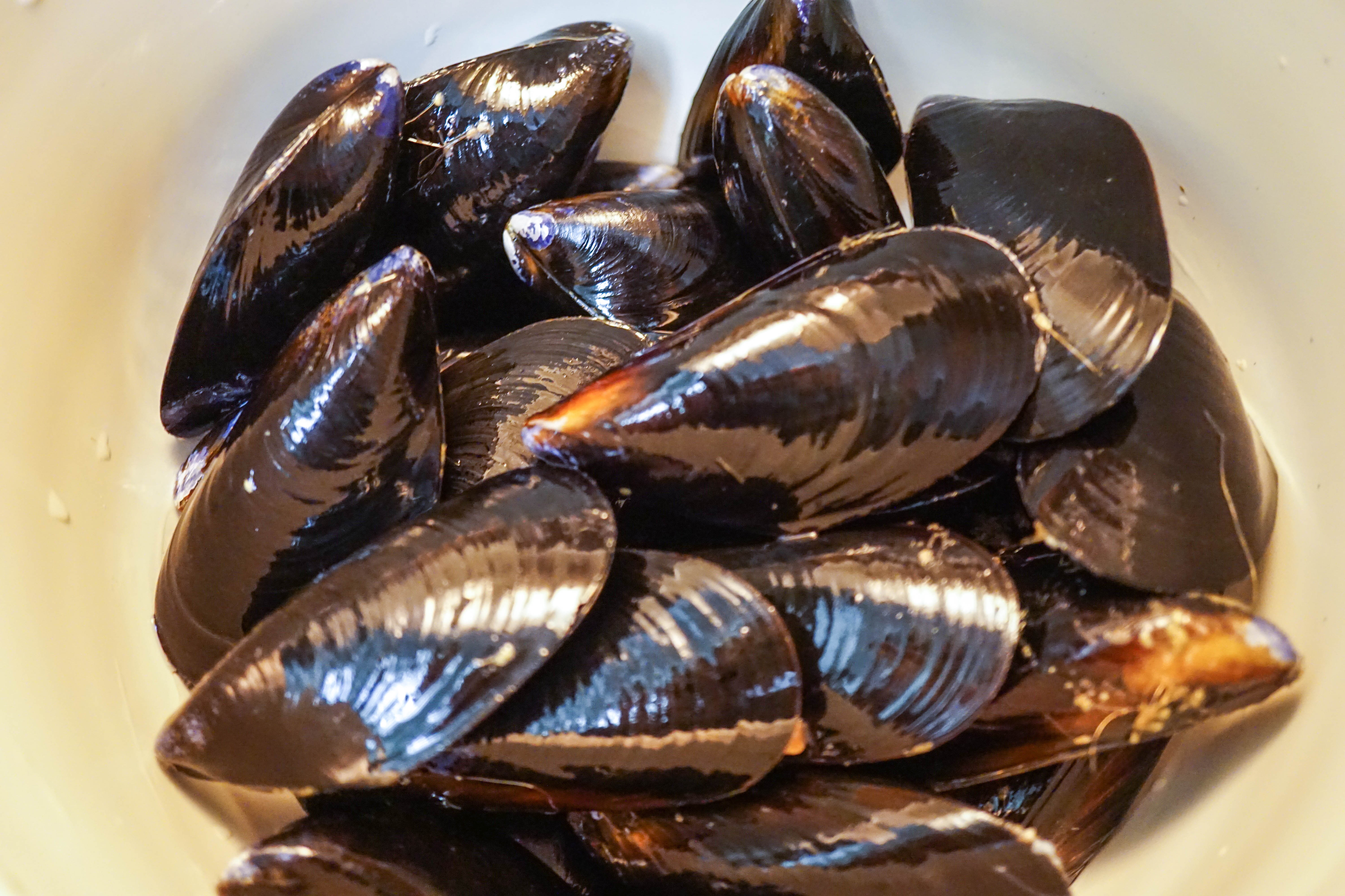mussels1.jpg