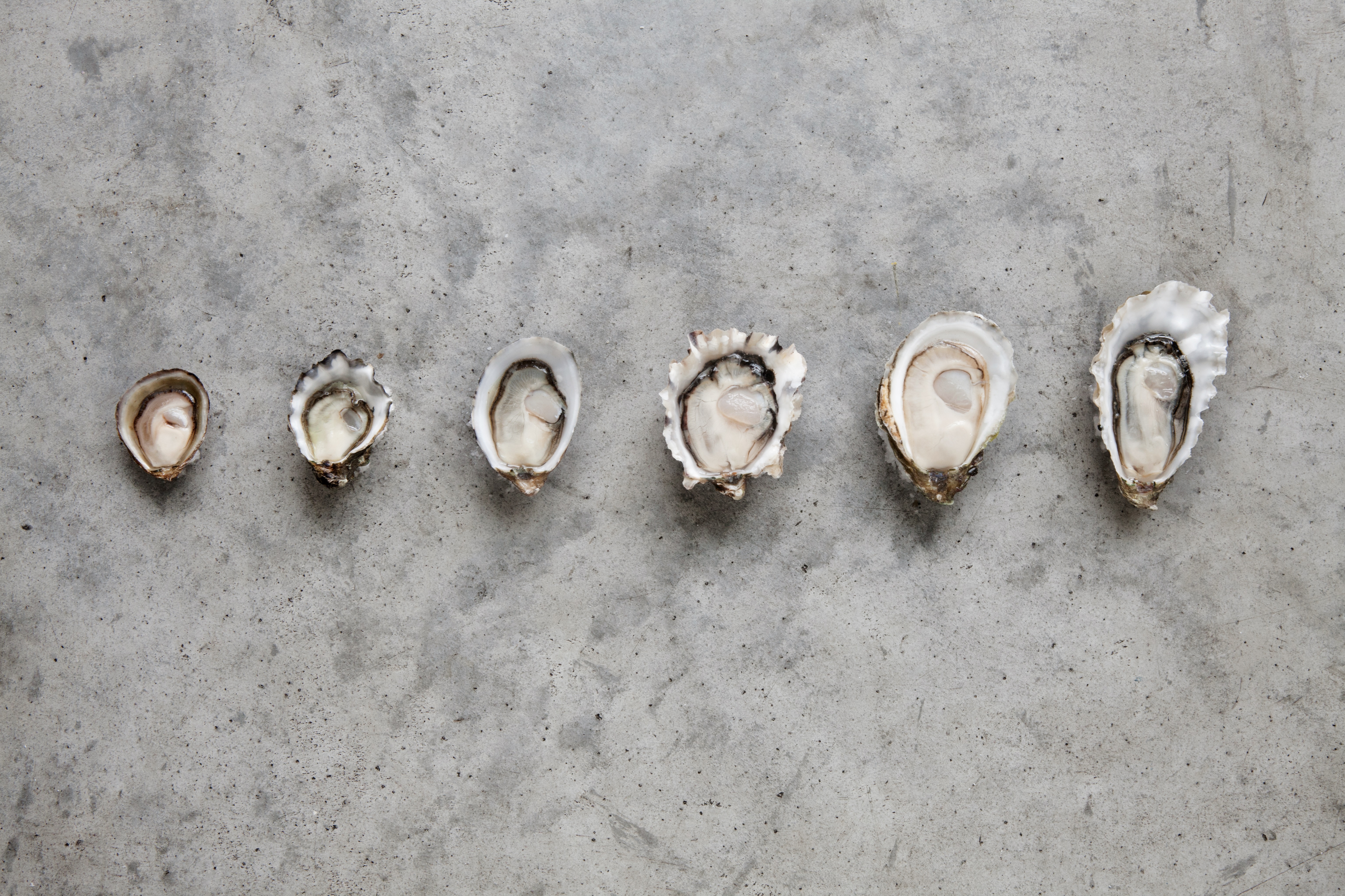 oyster-size.jpg oyster-size.jpg