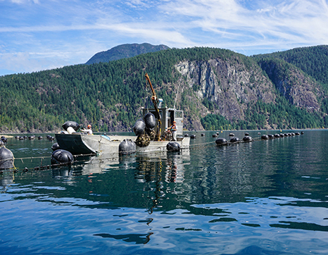 Oyster farming boat Oyster farming boat