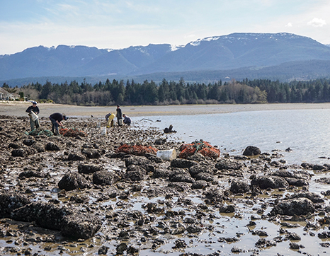People harvesting shellfish on farm Fanny Bay oyster farm